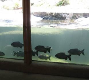 В зоопарке Бали