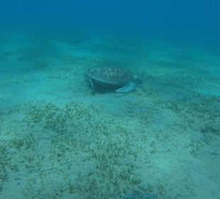 Schnorcheln Marsa Alam