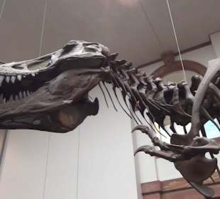 Dinosaurier