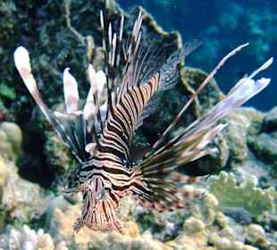 Feuerfisch