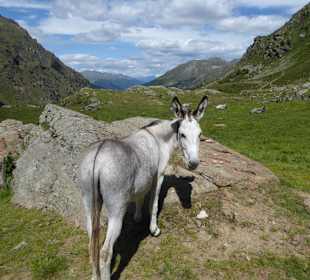 An der Bärlapalm 2300m
