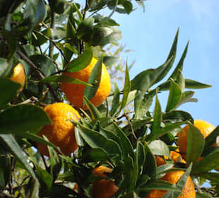 Orangenbäume im Garten
