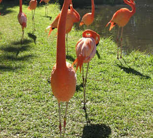 Sarasota Jungle Gardens