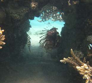 Feuerfische in Mini-Höhle
