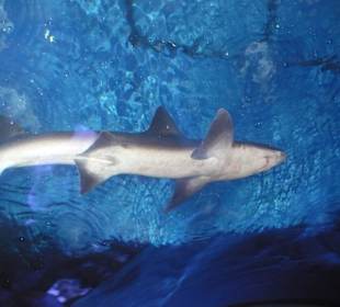 Röhren Aquarium Antalya 