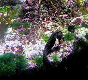 Reef HQ