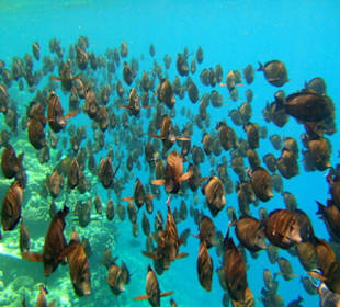 Doktorfischschwarm im Hausriff