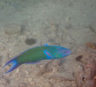 Unterwasserwelt Musandam