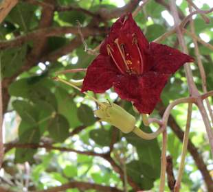 Sir Seewoosagur Ramgoolam Botanical Garden / Pamplemousses B