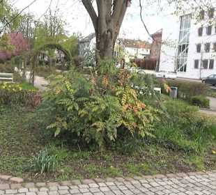 Bürgerpark Offenburg