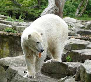 Eisbär Knut aus dem Berliner Zoo