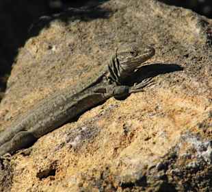 Lagartos en cualquier lado