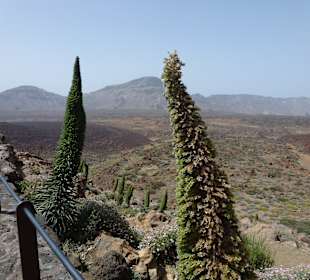 Nationalpark --> Teide