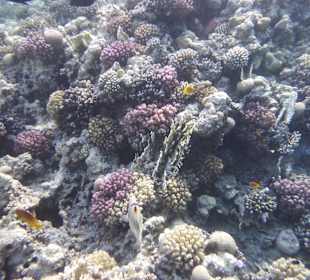 Schnorcheln Makadi Bay