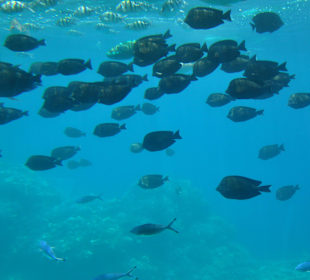Submarine Sharm