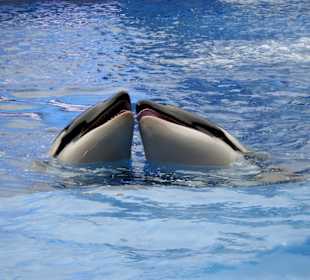 Sea World Orlando
