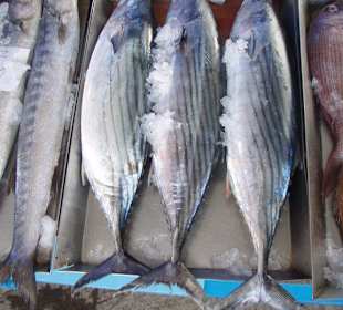 Bonito