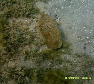 Schnorcheln Marsa Alam