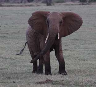 Julius Tact / JT Safaris