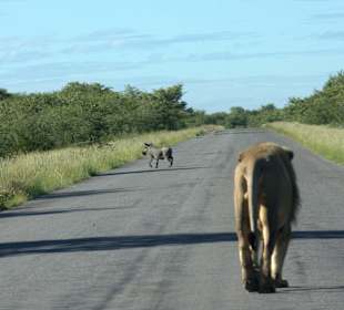 Lions on road