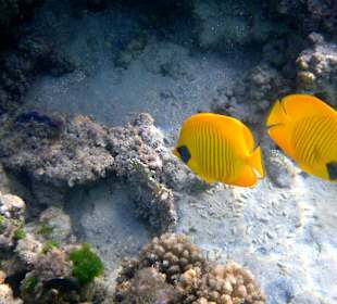 Schnorcheln Makadi Bay