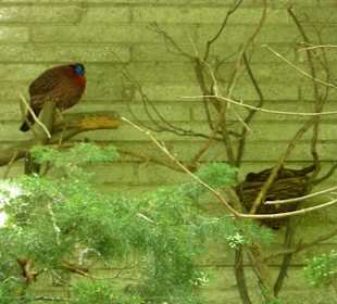 Temmink Tragopan
