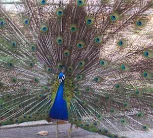 Pavo real