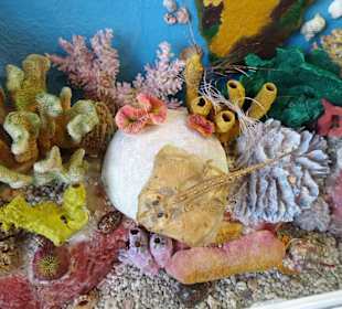 Exponate des Muschelmuseums von Hooksiel