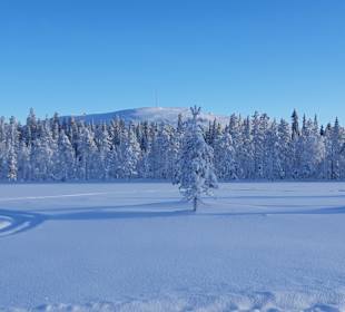 Hundeschlittentour Äkäslompolo