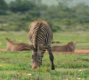 Typisch für De Hoop: Bergzebra
