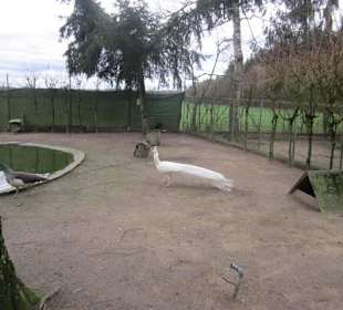 Vogelpark Kirrlach