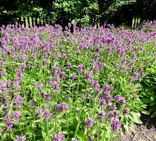 Spaziergang durch den Dorfgarten Dötlingen