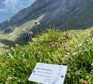 Ausblick 