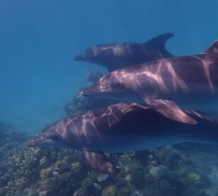 Dolphins 