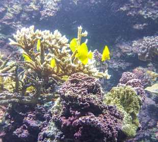 Gelbe Doktorfische Schwarm