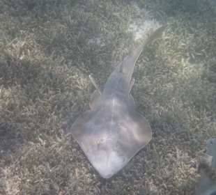 Gitarrenrochen am Innenriff