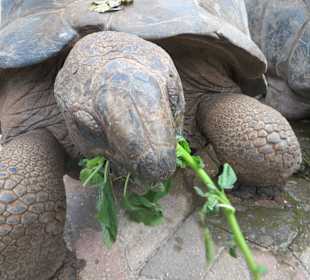 Die Schildkröten auf Prison Island