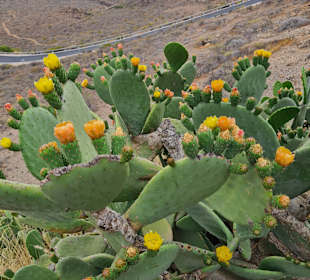 Höhlendorf Bermeja Cuevas