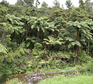 Waipoua Forest Park