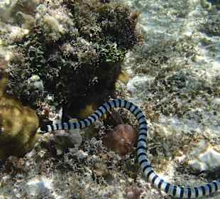 Hausriff Prince John Dive Resort 