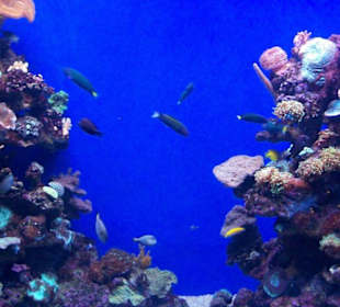 Palma Aquarium
