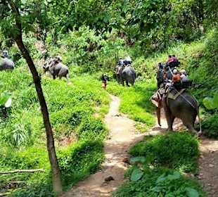 Elefantentrekking mit Toms Thailandtouren