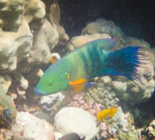 Schnorcheln Sahl Hasheesh