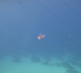 Schnorcheln Makadi Bay