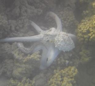 Oktopus