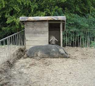 Wildschwein