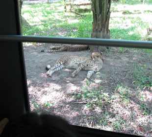 Из автобусика