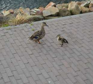 Enten