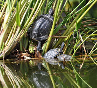 Jardín de Aclimatación de La Orotava
