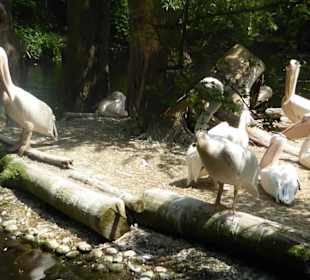 Tierpark Hellabrunn